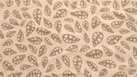 Fleece Carpet Klondike Grande Zeltteppich